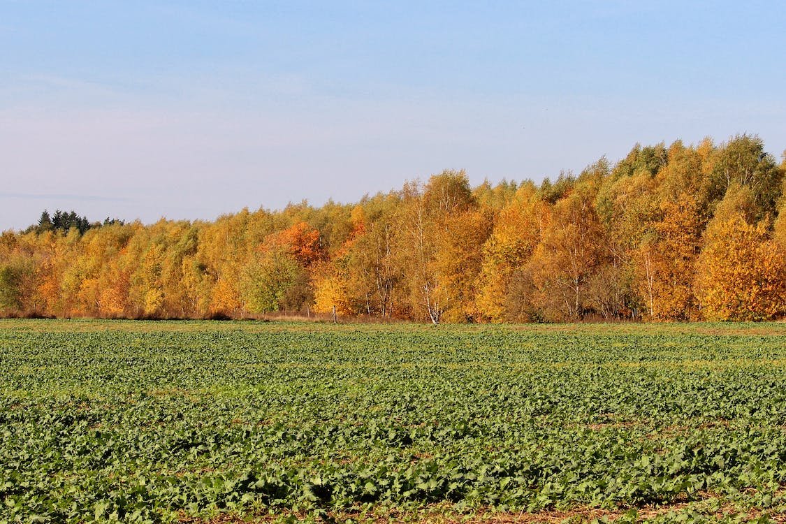 Sliviculture Silviculture: A Complete Guide