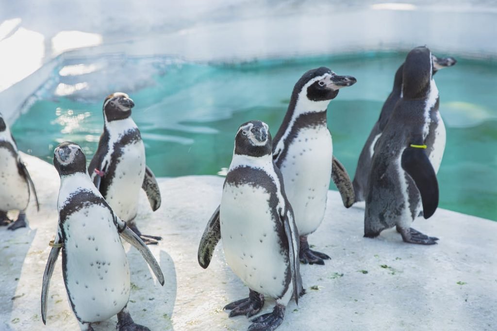 bird flu in the Antarctica mainland