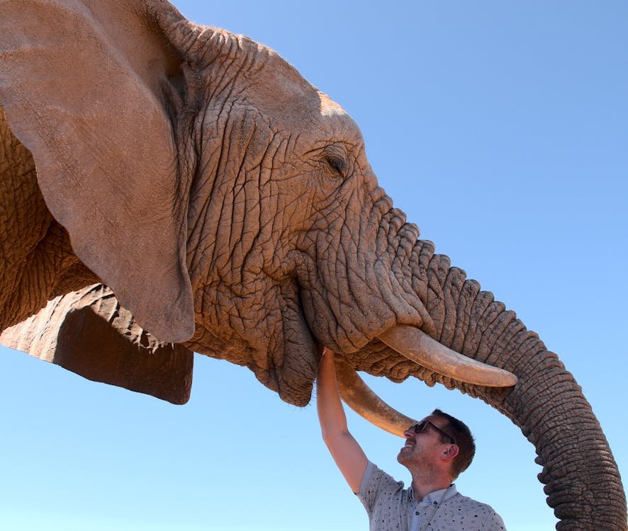 Europeans care more about elephants than people