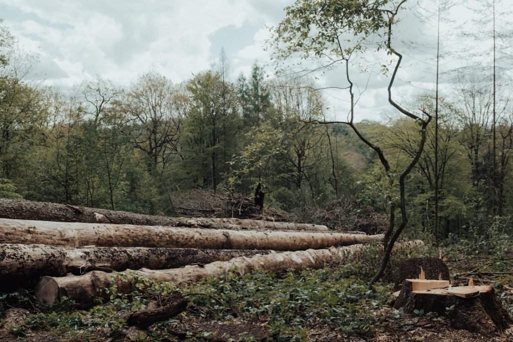 Columbia Amazon Deforestation Reduced By 25%-35% In 2023