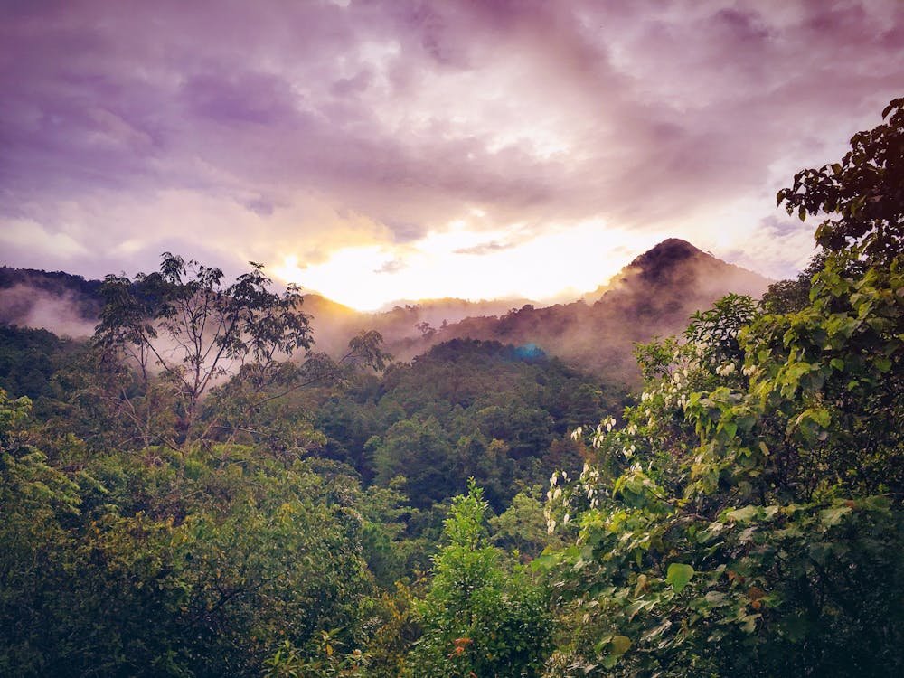 Amazon Reforestation