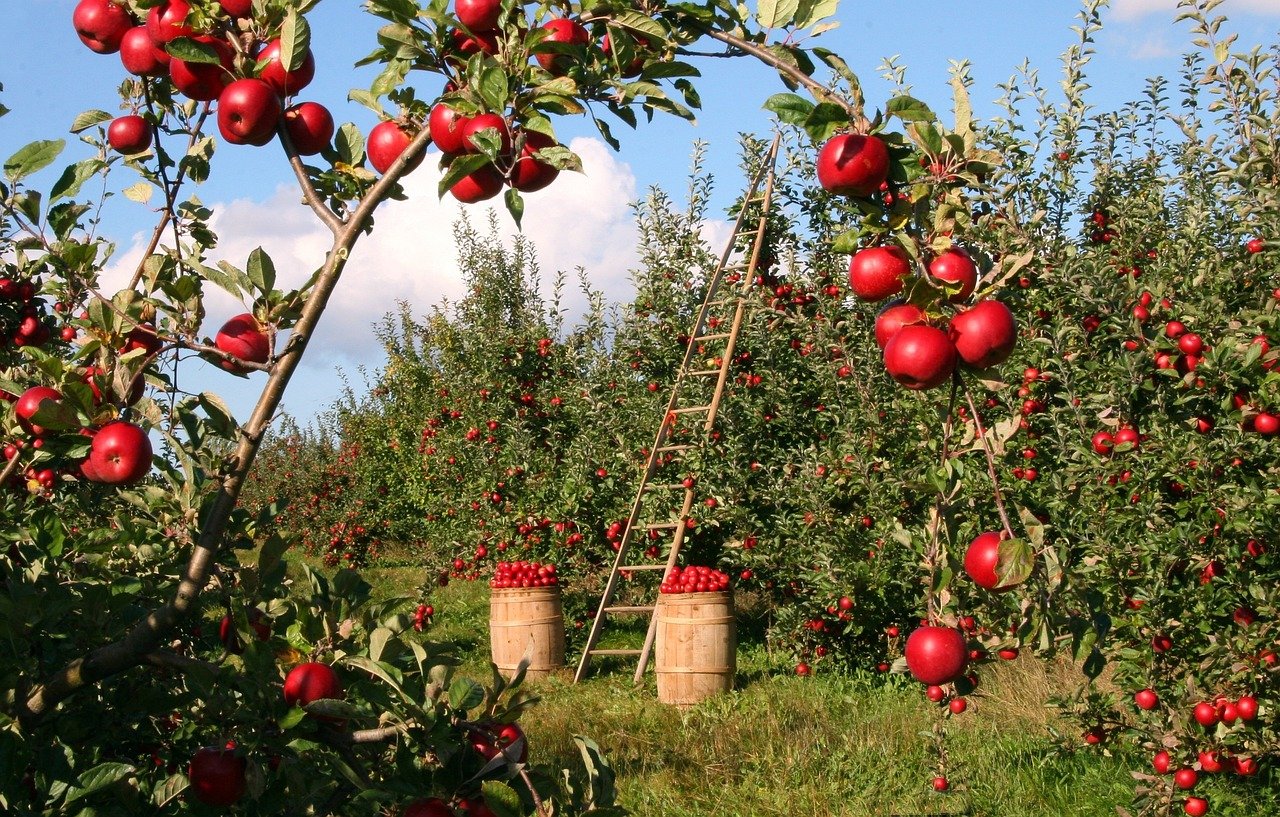 Which Tree Farm Is Most Profitable?