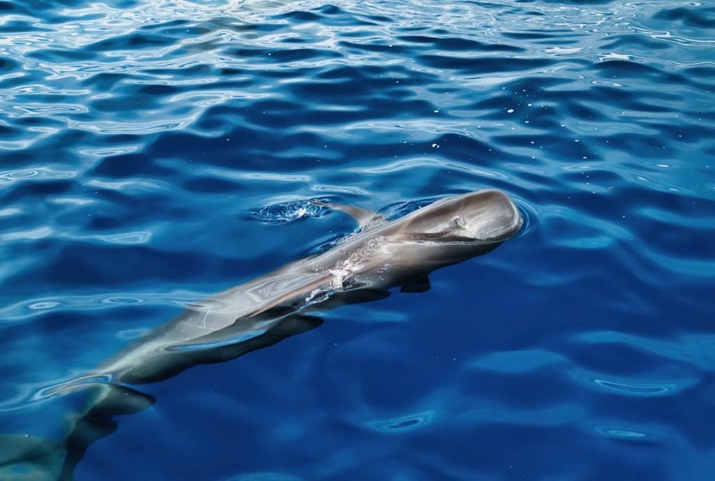 65 pilot whales found dead on Scottish island