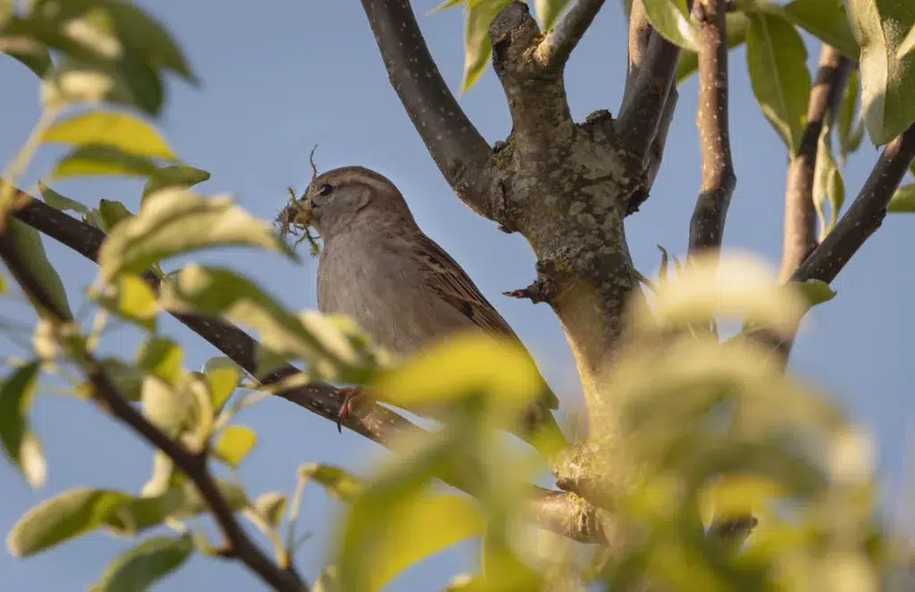 Florida grasshopper sparrow