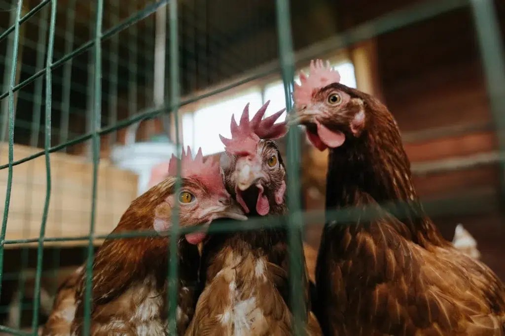 Newcastle disease