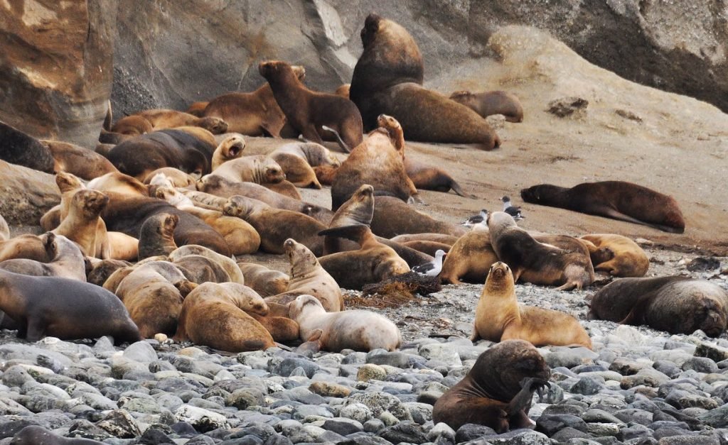 Ill Sea Lions Rescued From California Coast, Experts Suspect Algae Poisoning