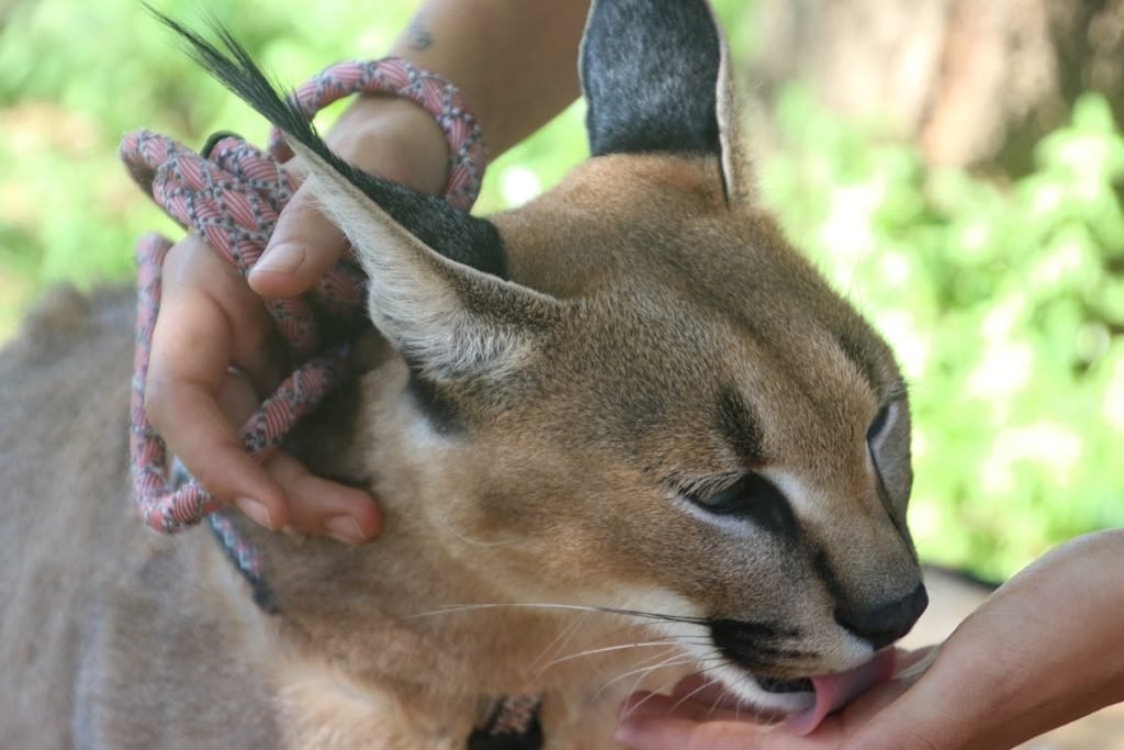 wild cat