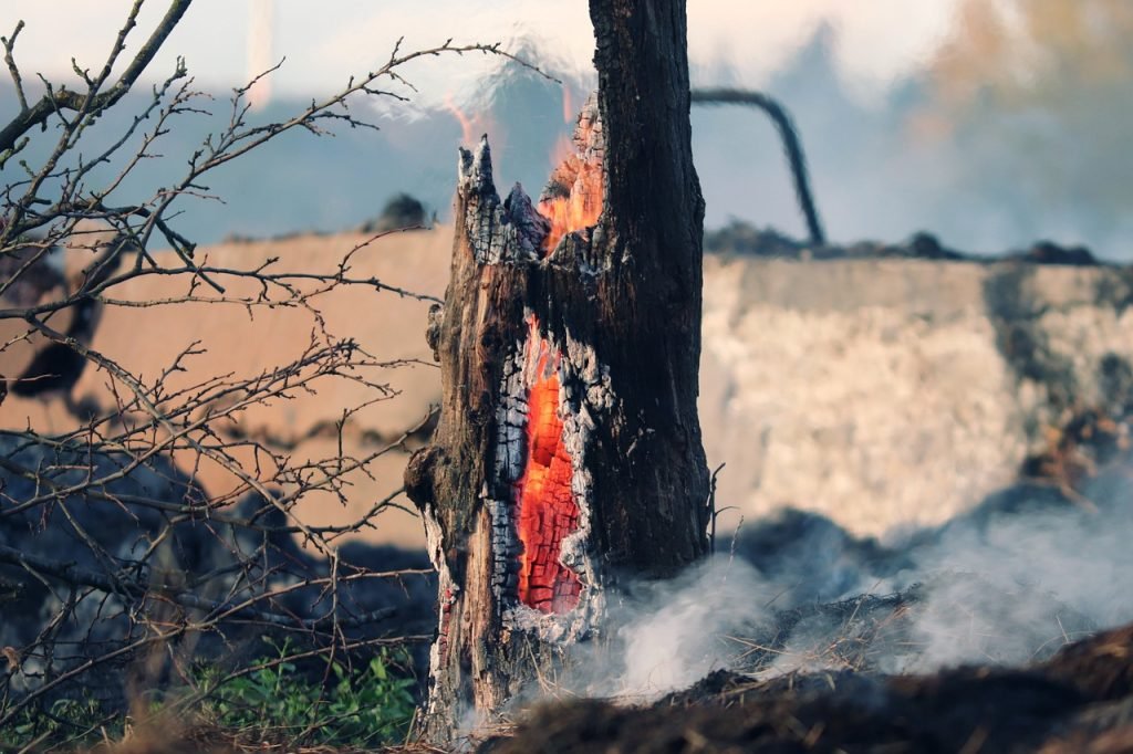 Forests In Central India At High Risk Of Wildfires