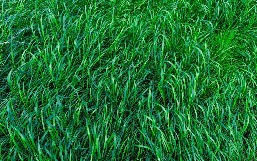Five Best Plants That Keep Mosquitoes Away
