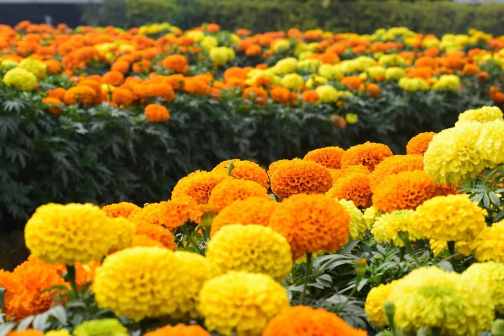 Five Best Plants That Keep Mosquitoes Away