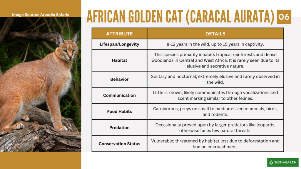 Wild Cats in Africa (Category: Medium)