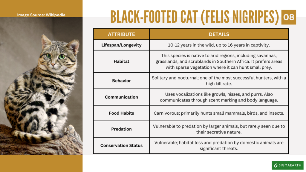 Wild Cats in Africa (Category: Small)