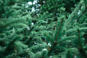 trees from home depot