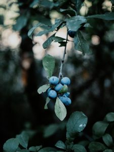 7 Best-Rated Trees From Home Depot: 2024