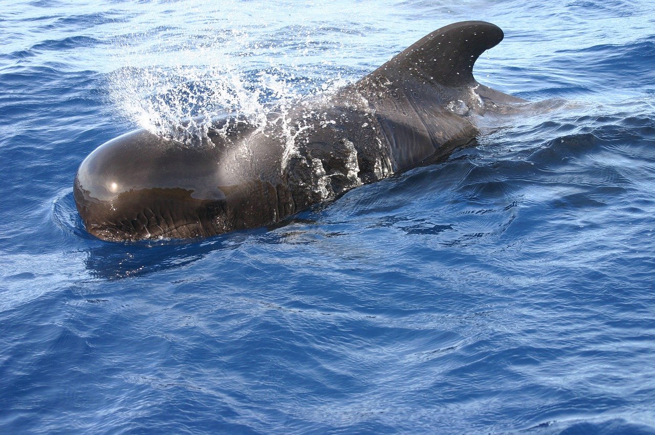 Surge In Minke Whale Sightings