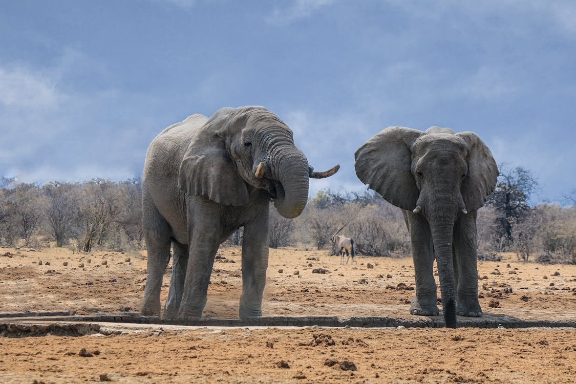 Zimbabwe Plans To Slaughter 200 Elephants To Address Hunger Crisis 