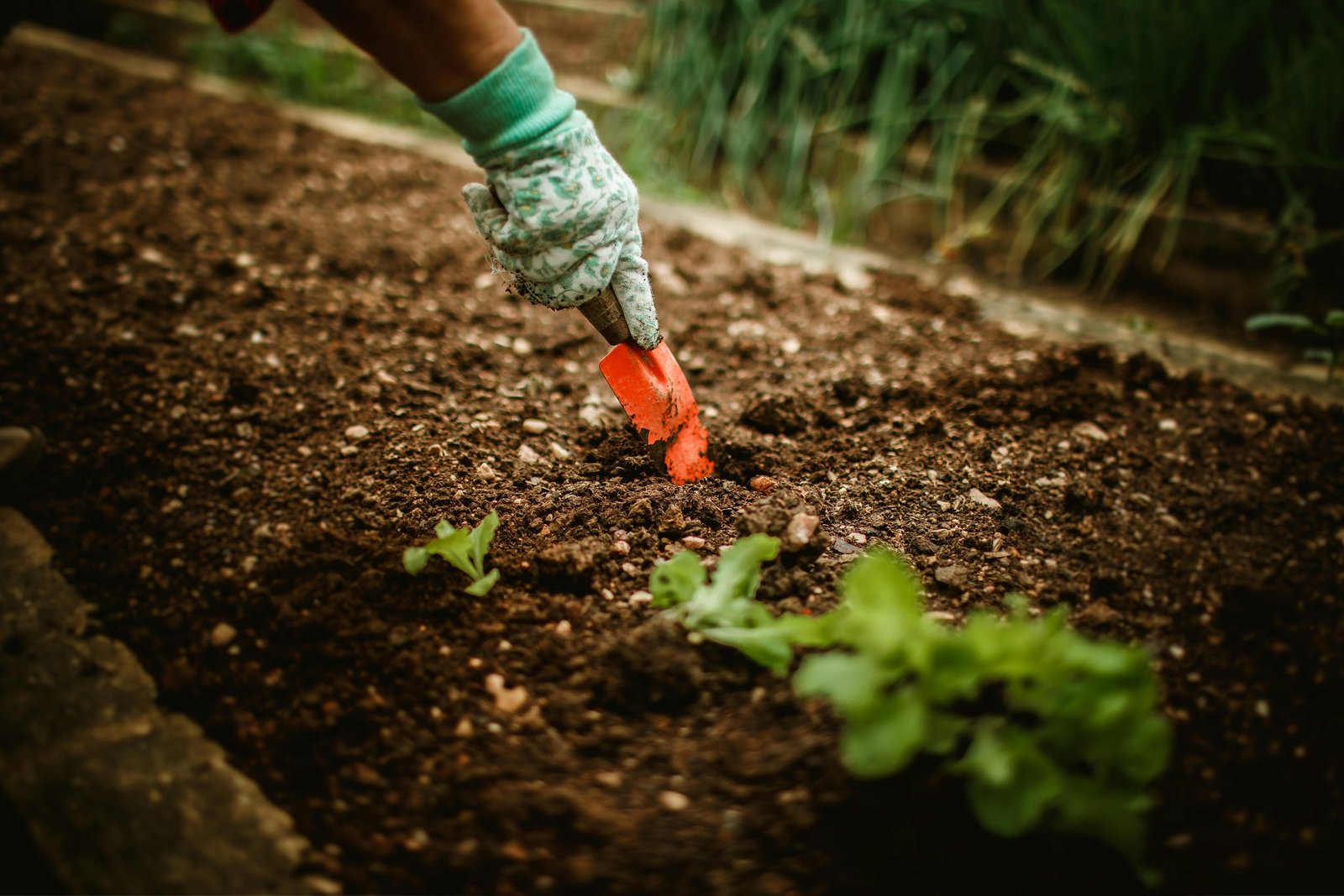 plants from rhizomes