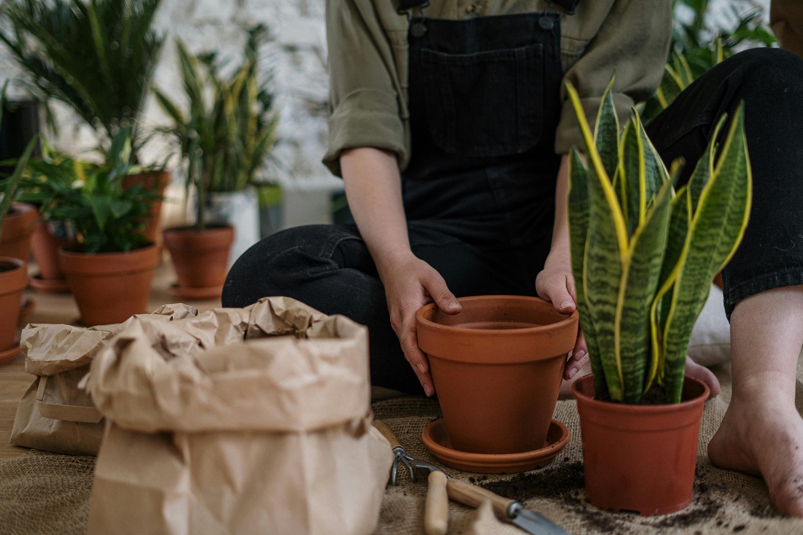 Indoor/Planter