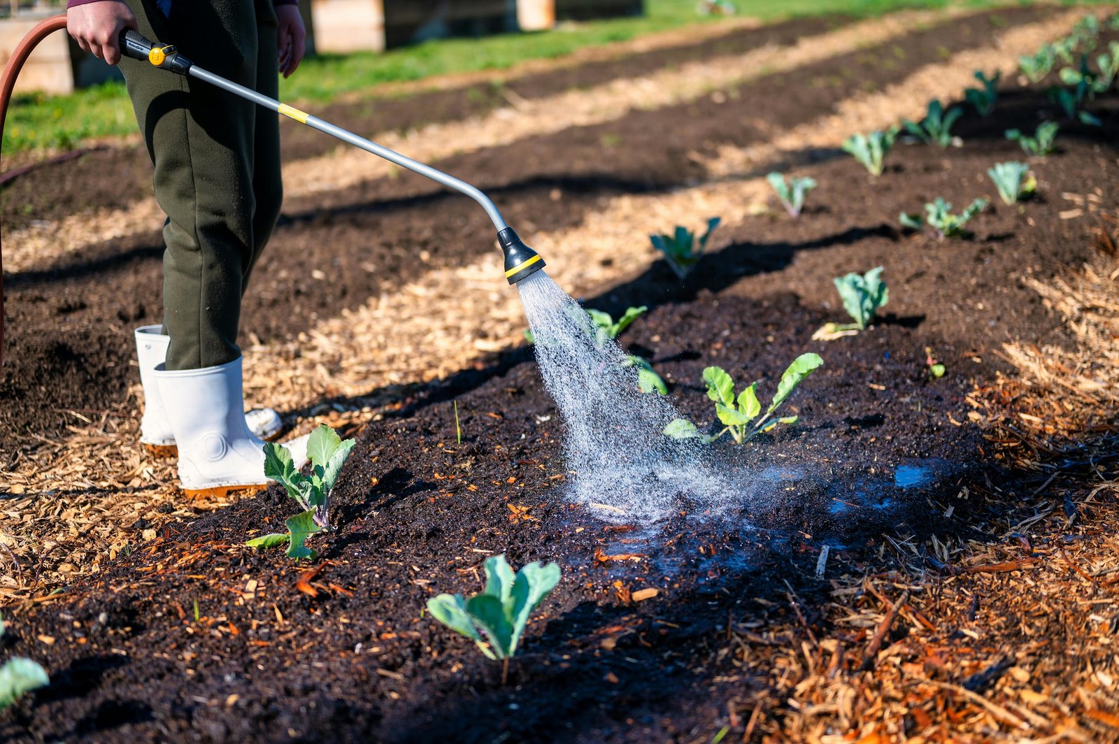 water the soil thoroughly