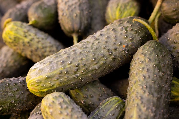 cucumber