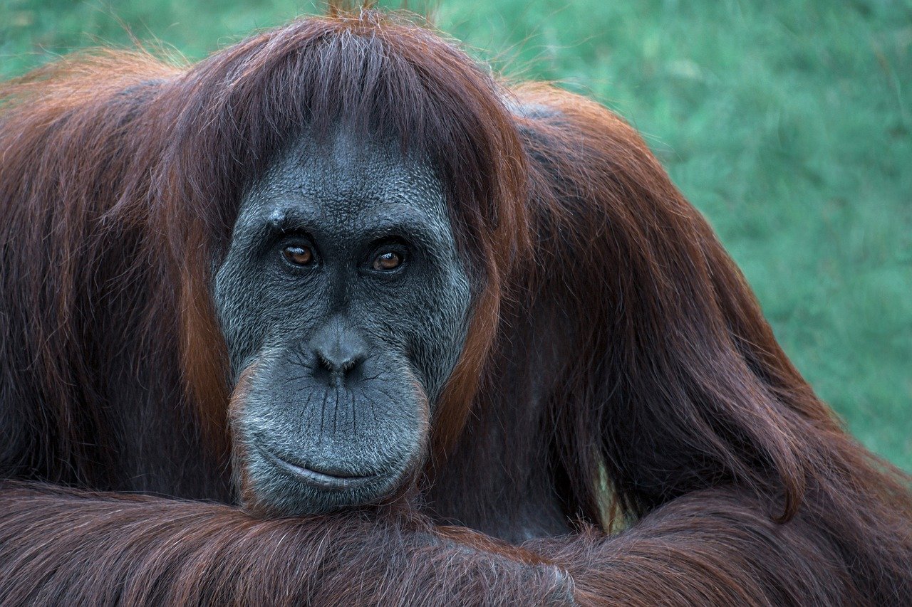 Soil Infection Killed Monkeys at Hong Kong Zoo