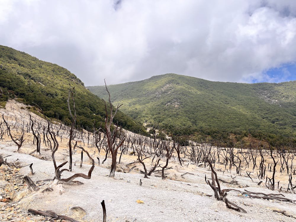 Forests and Land Carbon absorption