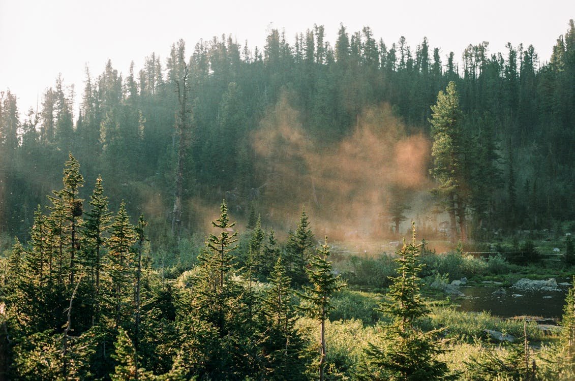 G20 Ministers Back Forest Conservation Fund Proposed By Brazil