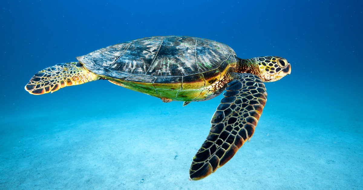 conservation of lesser-known endangered animals