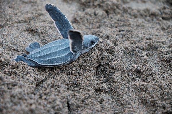 What Does Turtles Eat?