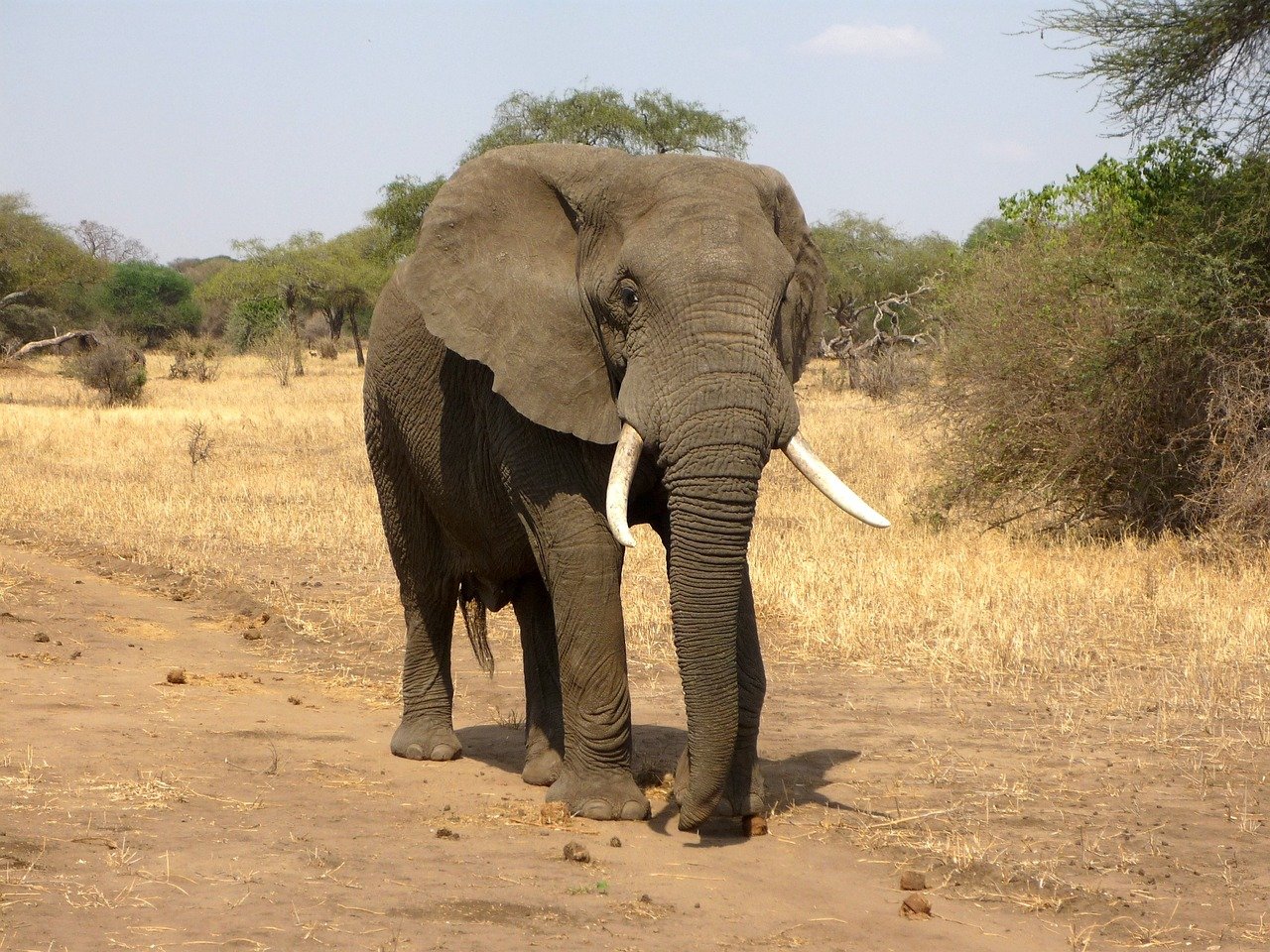 African Elephant Population