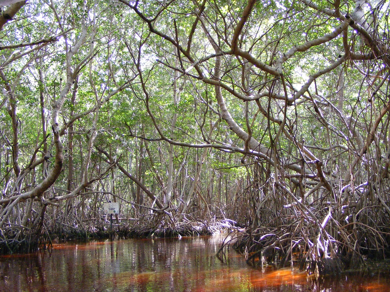 Maldives Mangroves Are Drowning In Salty Water As Sea Level Rises: Report
