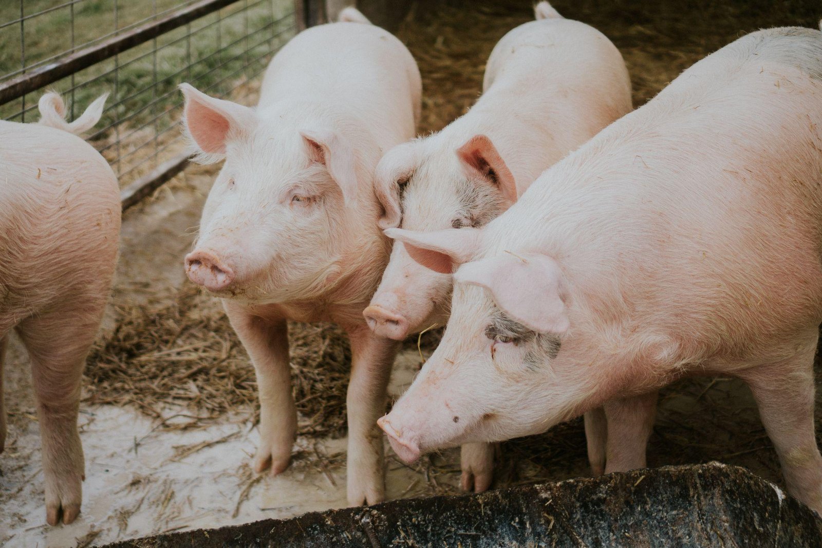 Bird Flu Found In U.S. Pig