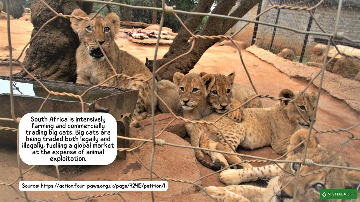 Big Cat Trade in South Africa