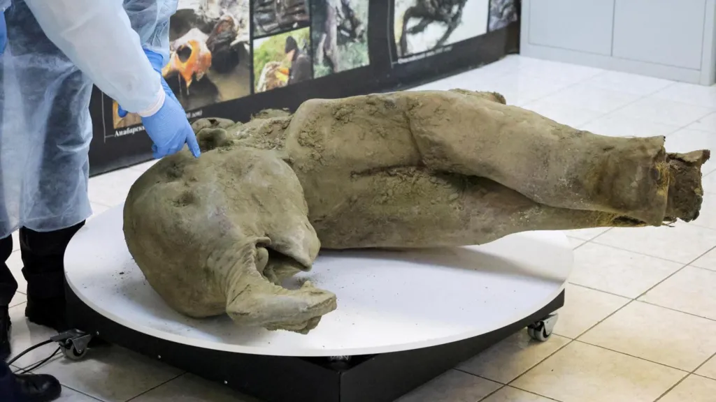 50000 Year Old Baby Mammoth