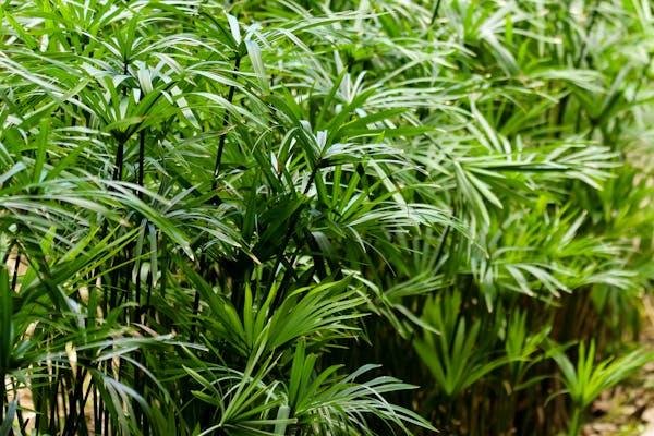 Plants Ok for Cats
