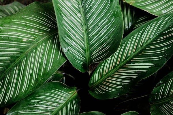 Plants Ok for Cats