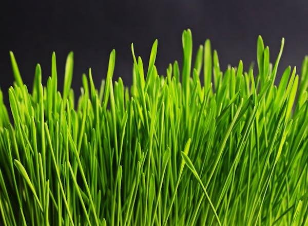 Plants Ok for Cats