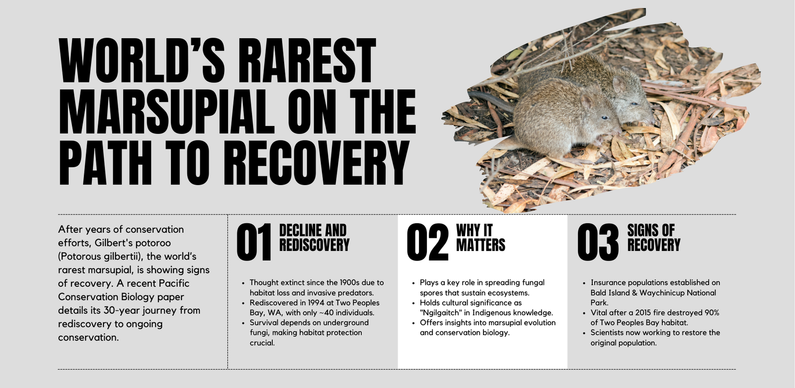 World’s Rarest Marsupial