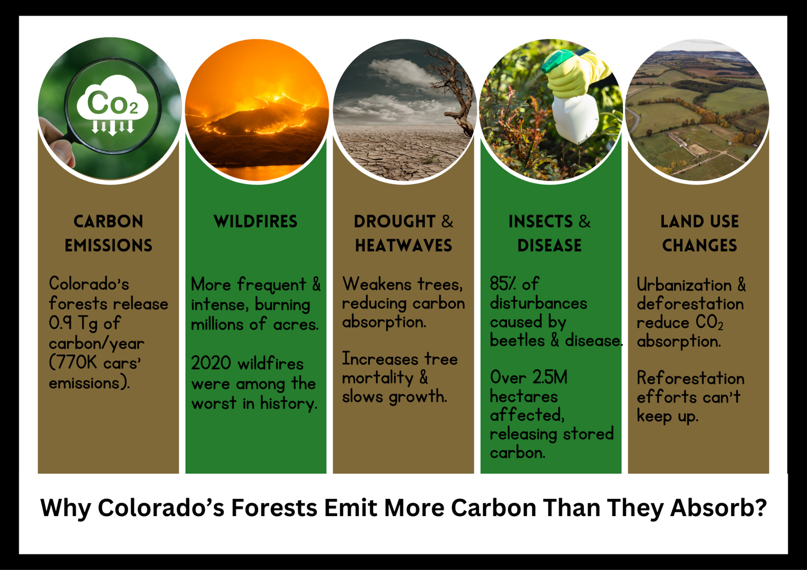 Colorado Forests are Emitting More Carbon Than They Absorb