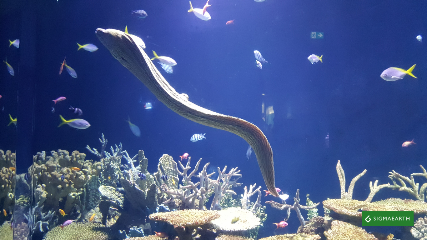 UK government banned the export of endangered European eels to Russia