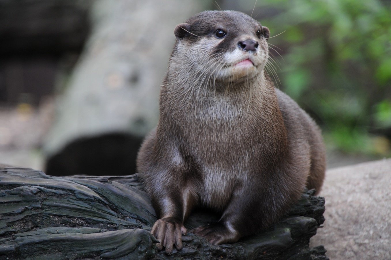 World’s Smallest Otter Rediscovered in Nepal