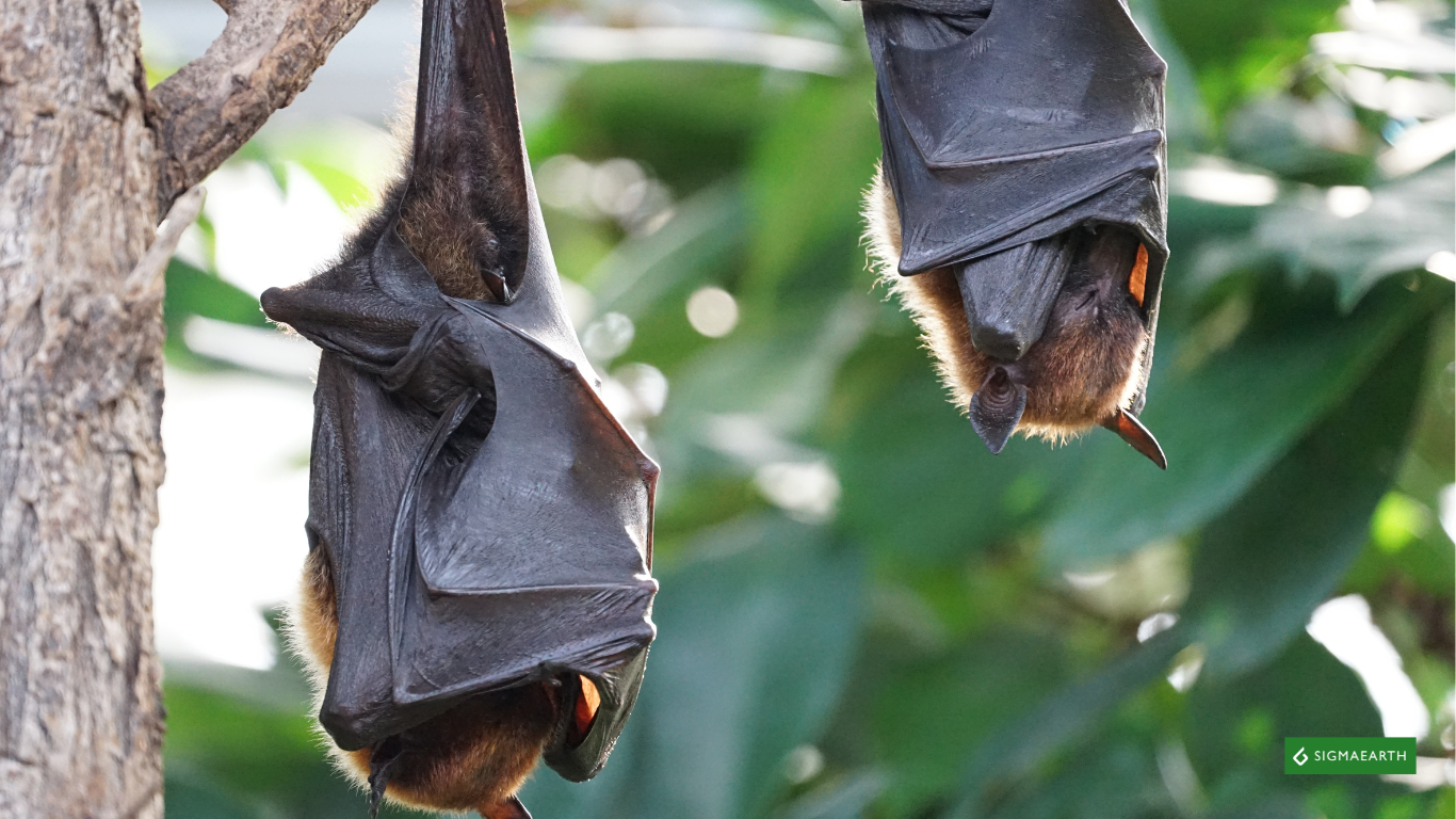 Rising Temperatures Are Transforming Bat Hibernation Zones