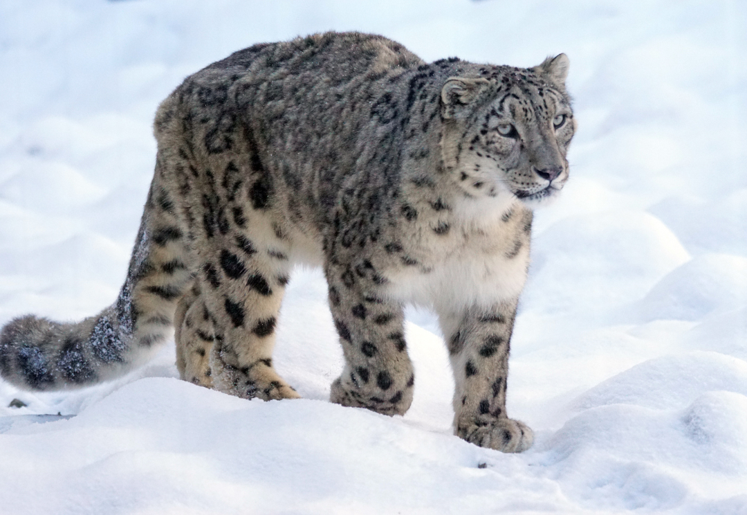 Ladakh Recorded World's Highest Snow Leopard Density
