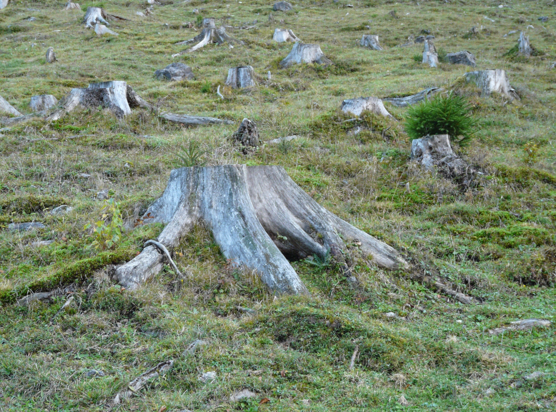 EU is Under Pressure to Delay and Soften Deforestation Law