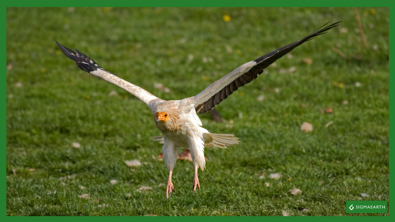 Mediterranean Countries are failing on Pledge to Halve Illegal Bird Killing