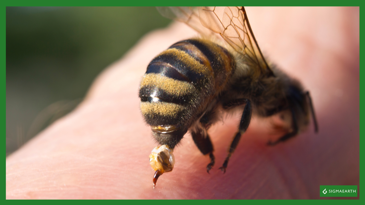 Nagaland stingless bees