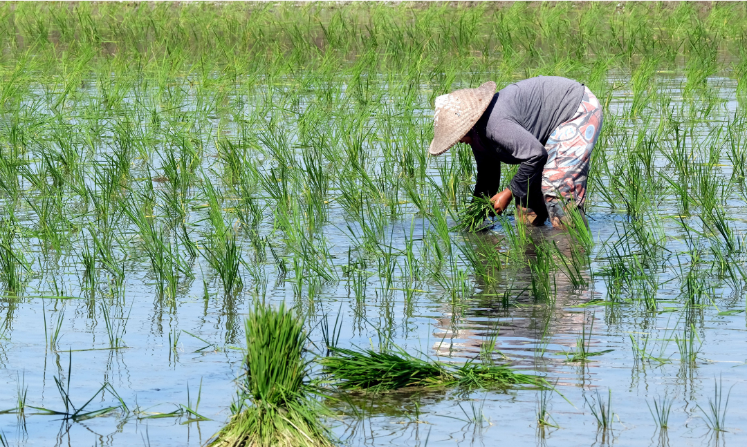 Deadly Rice Virus Threatens Africa’s Food Security