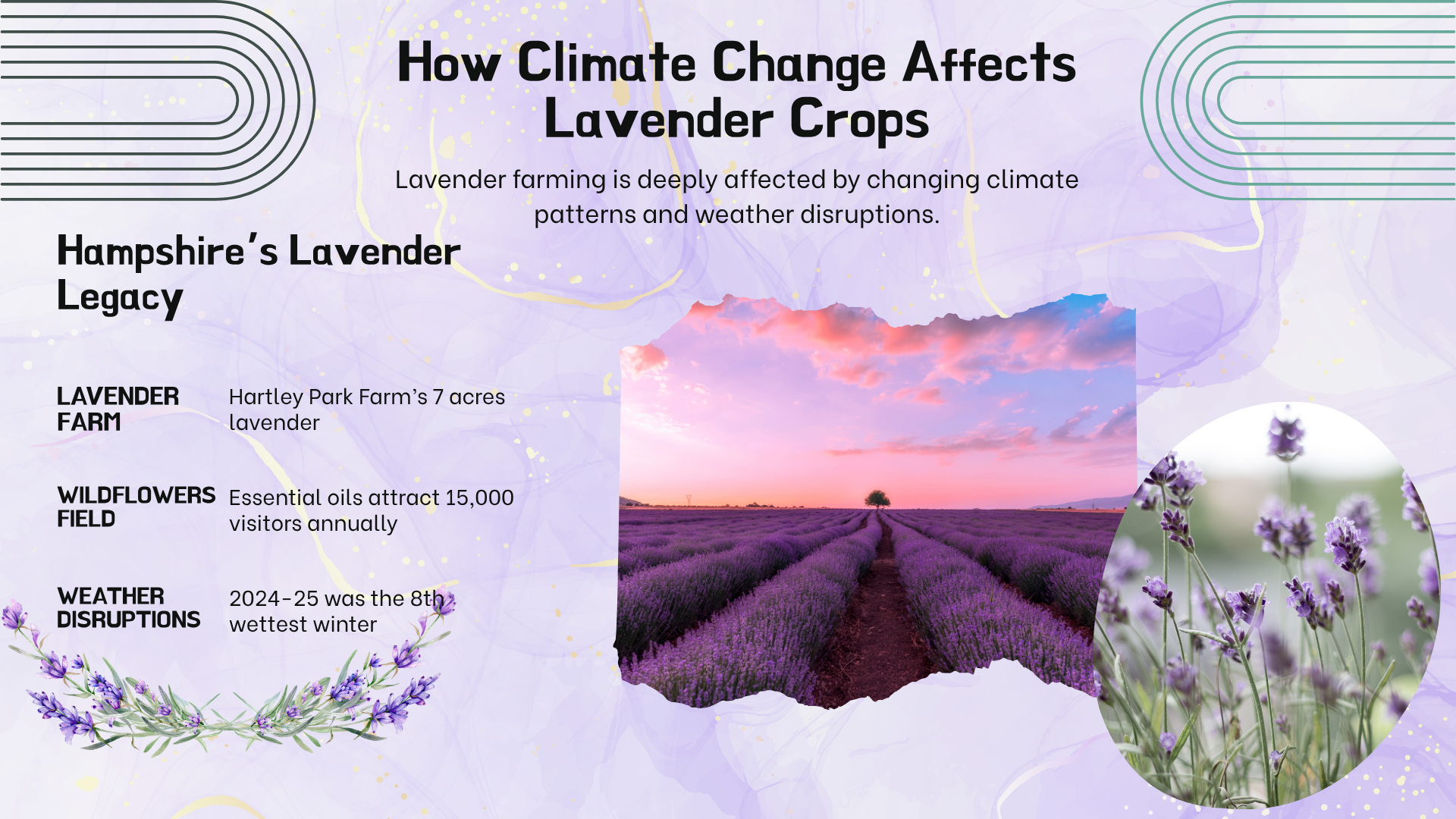 Changing Climate is Affecting Lavender Crops