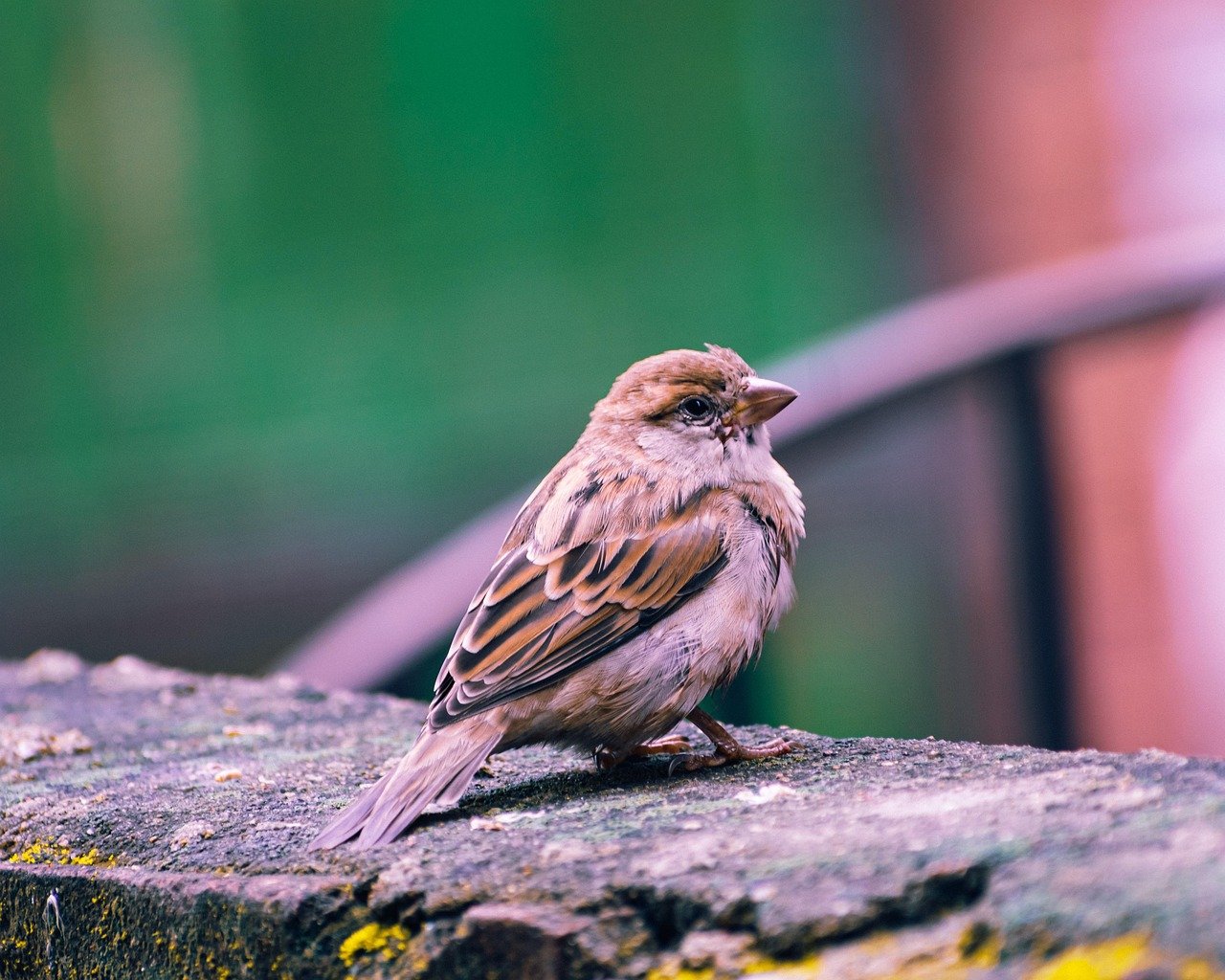 India’s Birds in Decline