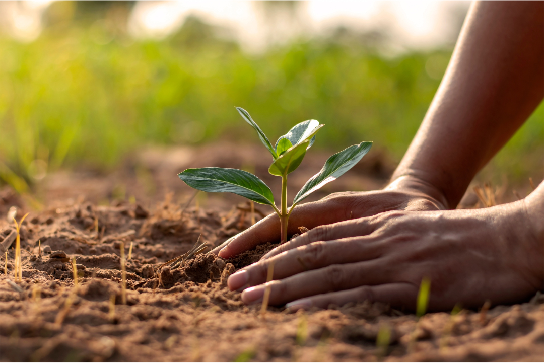 UP Plans to Plant 11.4 Million Saplings